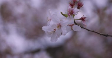 Parkta yüksek hızda kiraz çiçek açar. 