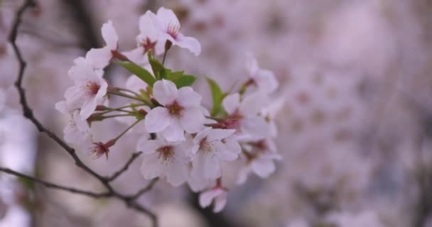 Una alta velocidad de flores de cerezo en el parque de tiro cercano — Vídeo de stock