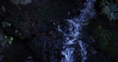 Gündüz vakti ormana yavaş bir su damlası düşüyor.