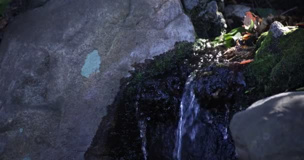 Un rallentamento della caduta dell'acqua nella foresta diurna — Video Stock