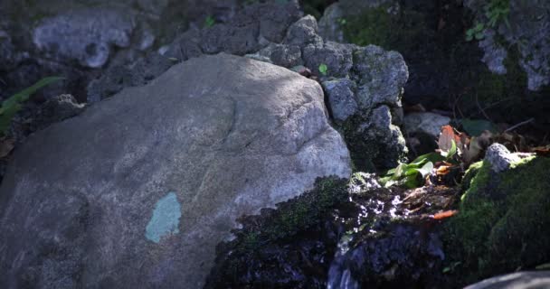 Una lenta caída de agua en el bosque durante el día — Vídeos de Stock