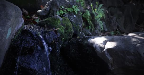 Un lent mouvement de chute d'eau dans la forêt diurne — Video