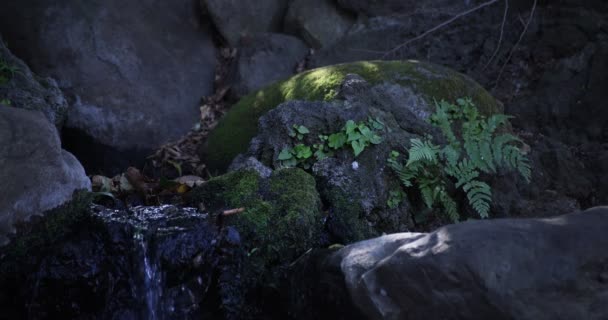 En långsam rörelse av vatten faller i skogen dagtid — Stockvideo