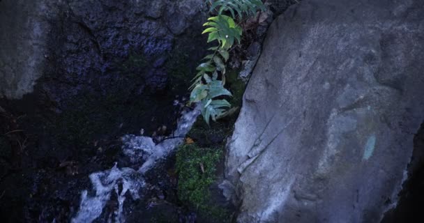 O mișcare lentă a apei cade în timpul zilei pădurii — Videoclip de stoc