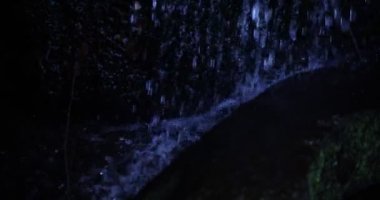 Gündüz vakti ormana yavaş bir su damlası düşüyor.