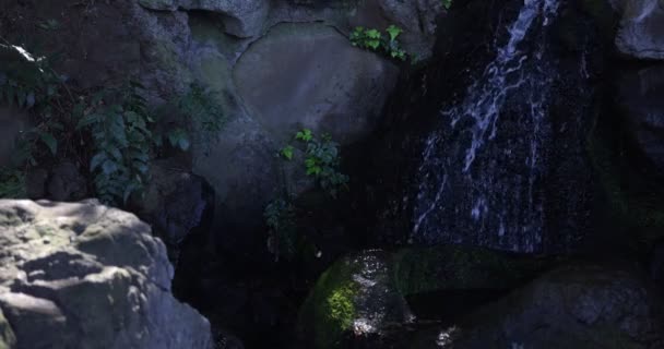 Una lenta caída de agua en el bosque durante el día — Vídeo de stock