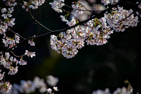 Flor de cerejeira no parque durante o dia — Fotografia de Stock