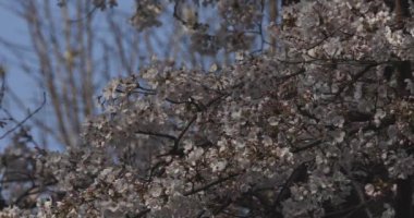 Parkta gündüz vakti kiraz çiçeği açar.