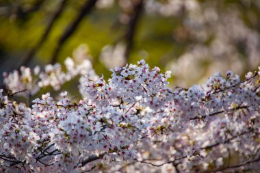 Parkta gündüz vakti kiraz çiçeği açar.