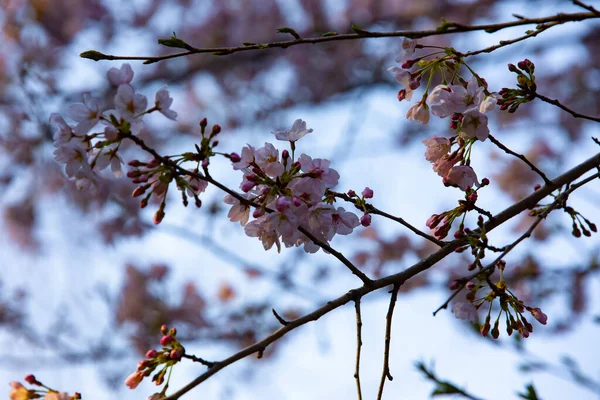 樱花在公园白日绽放 — 图库照片