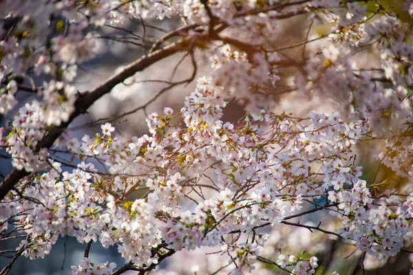 Flor de cerejeira no parque durante o dia — Fotografia de Stock