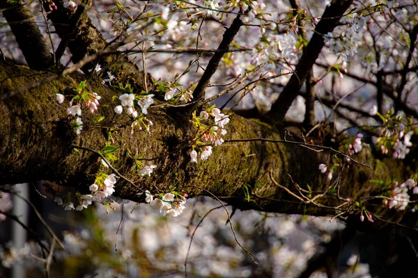Цветение сакуры в парке днем — стоковое фото