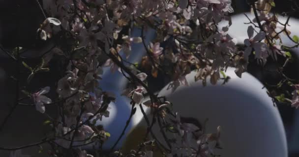 Kirschblüte hinter Entenboot am Tag im Park — Stockvideo