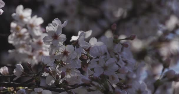 Körsbärsblomma i parken dagtid — Stockvideo