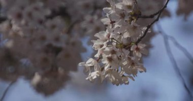 Parkta gündüz vakti kiraz çiçeği açar.