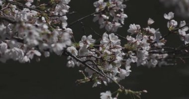 Parkta gündüz vakti kiraz çiçeği açar.