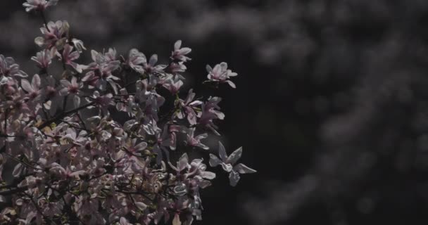 Kirschblüte am Tag im Park — Stockvideo