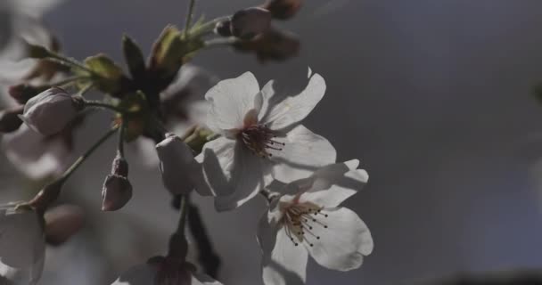 Körsbärsblomma i parken närbild. — Stockvideo