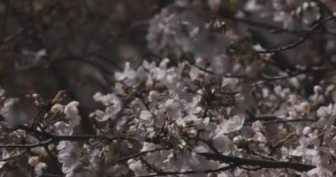 Parkta gündüz vakti kiraz çiçeği açar.