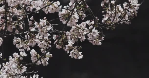 Вишневе цвітіння в день парку — стокове відео