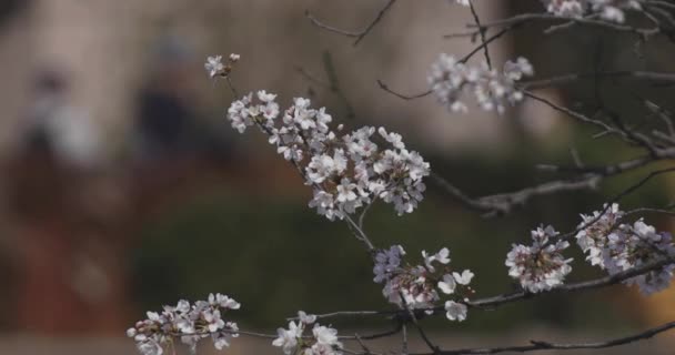 Kwiat wiśni w parku długi dzień — Wideo stockowe