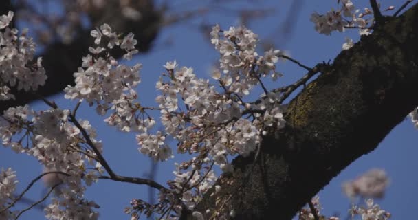 樱花在公园白日绽放 — 图库视频影像