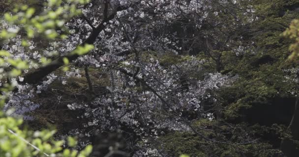 Třešňový květ ve dne v parku — Stock video