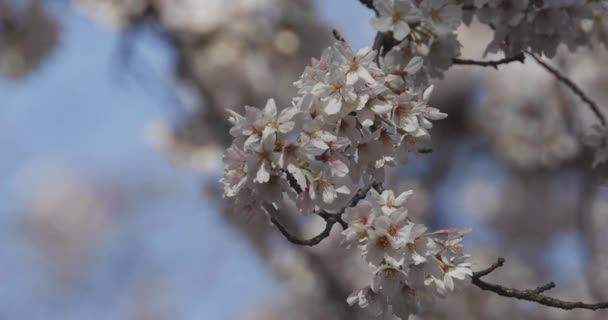 Flor de cerezo en el parque durante el día — Vídeo de stock
