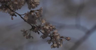 Parkta gündüz vakti kiraz çiçeği açar.