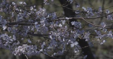 Parkta gündüz vakti kiraz çiçeği açar.