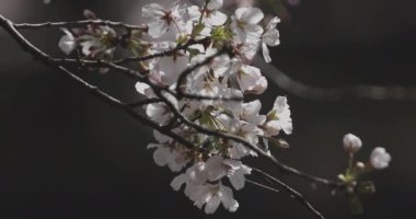 Parkta gündüz vakti kiraz çiçeği açar.