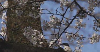 Parkta gündüz vakti kuşla kiraz çiçeği