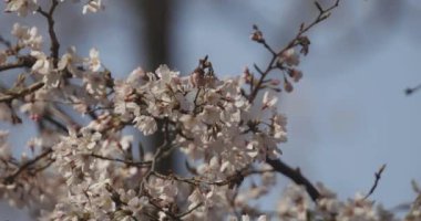 Parkta gündüz vakti kiraz çiçeği açar.