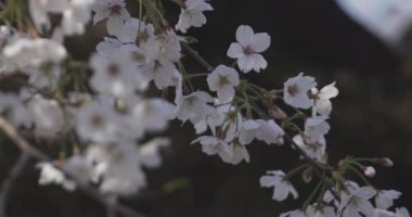 Parkta gündüz vakti kiraz çiçeği açar.