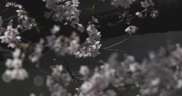 Цветение сакуры в парке днем — стоковое видео