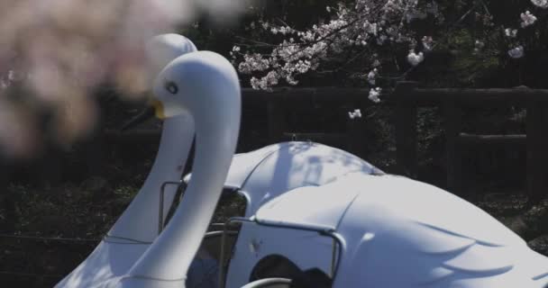 Flor de cerejeira e barco em forma de pato no parque durante o dia — Vídeo de Stock