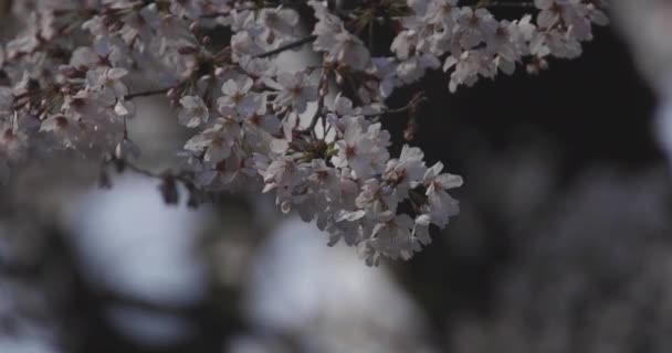 Flor de cerezo en el parque durante el día — Vídeos de Stock