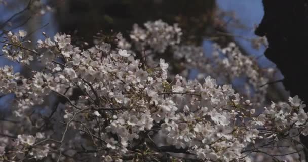 Cherry blossom at the park daytime — Stock Video