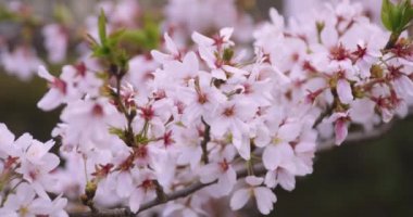 Parkta kiraz çiçeği açtı. 