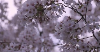 Parkta kiraz çiçeği açtı. 