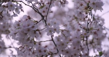 Parkta kiraz çiçeği açtı. 