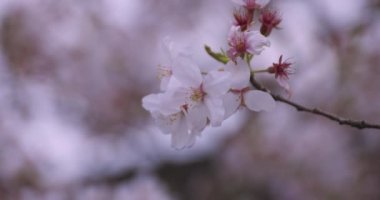 Parkta kiraz çiçeği açtı. 