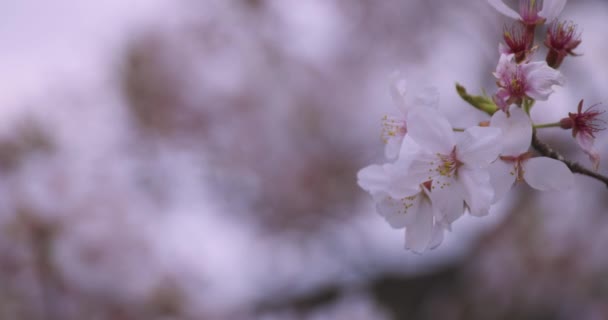 Körsbär blommar i parken nära skott — Stockvideo