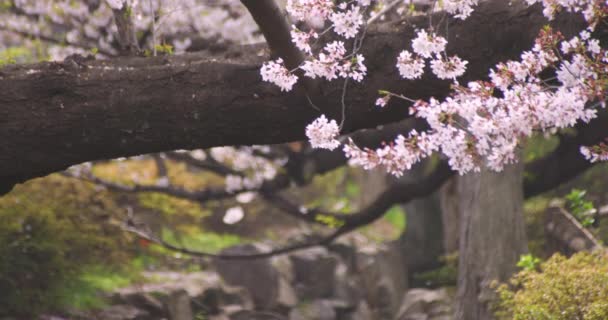 Körsbär blommar i parken mitten skott — Stockvideo