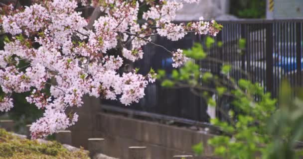 Třešeň kvete uprostřed parku — Stock video