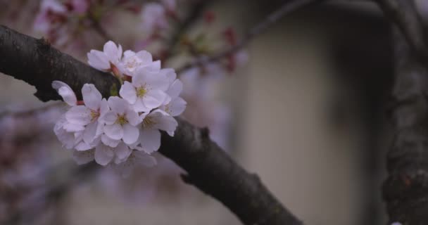 Flor de cerezo en el parque de tiro cercano — Vídeo de stock