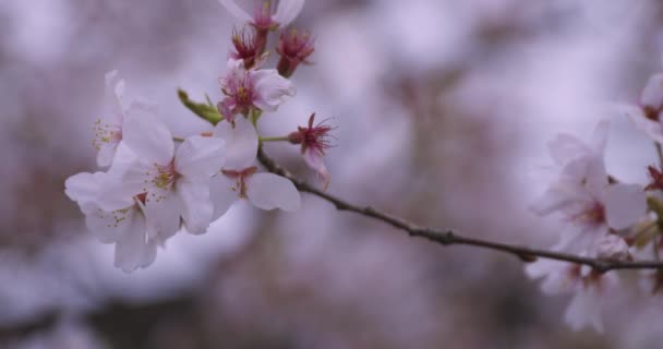 Körsbär blommar i parken nära skott — Stockvideo