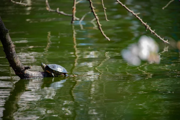 Eine Rotohrschildkröte am Teich — Stockfoto