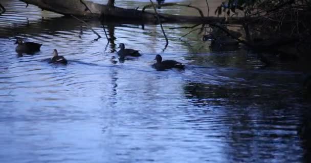 池の中のアヒルのゆっくりとした動きは、日中撮影 — ストック動画