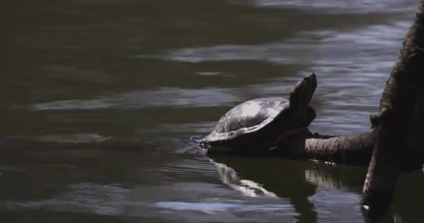 Una tartaruga rapa dalle orecchie rosse allo stagno — Video Stock